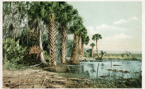 A Florida Landscape - Carey's Emporium