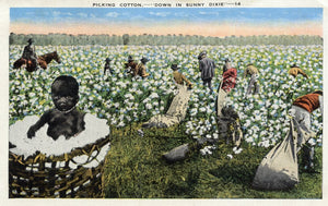 Picking Cotton, Down in Sunny Dixie - Carey's Emporium