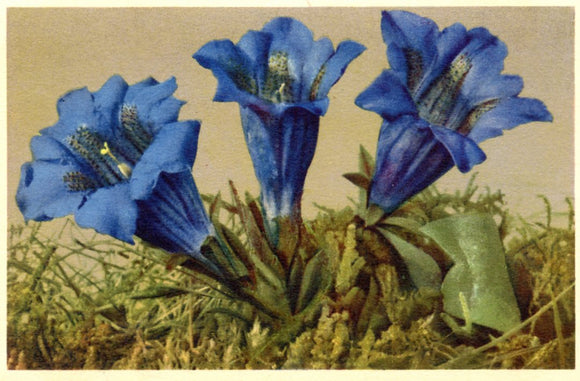 Stemless Gentian - Carey's Emporium