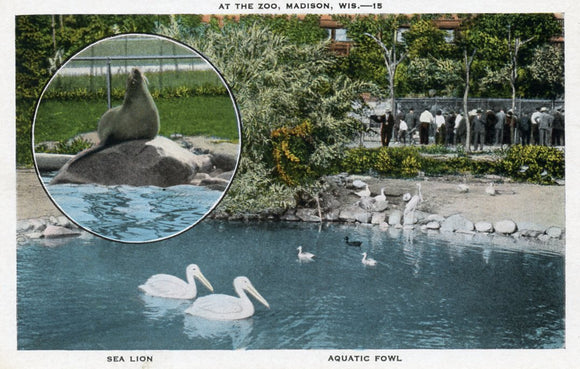 At the Zoo, Sea Lion, Aquatic Fowl, Madison, WI - Carey's Emporium
