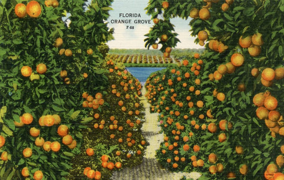 Florida Orange Grove - Carey's Emporium