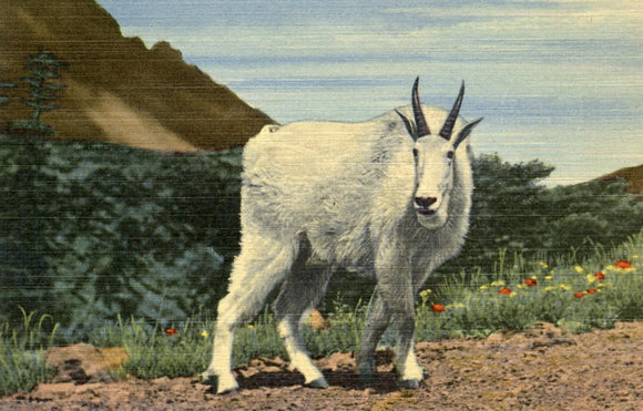 Rocky Mountain Goat. Many of These can be Seen in Montana - Carey's Emporium