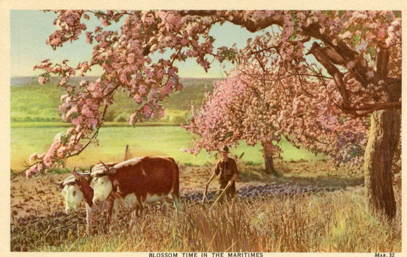 Blossom Time in the Maritimes - Carey's Emporium