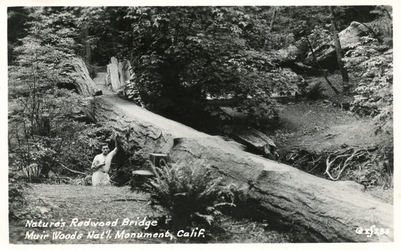 Nature's Redwood Bridge, Muir Woods Nat'l Monument, CA - Carey's Emporium
