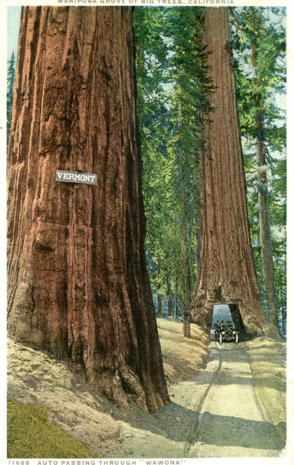 Mariposa Grove of Big Trees, CA - Carey's Emporium