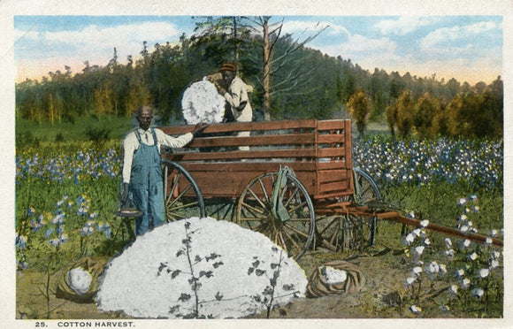 Cotton Harvest - Carey's Emporium