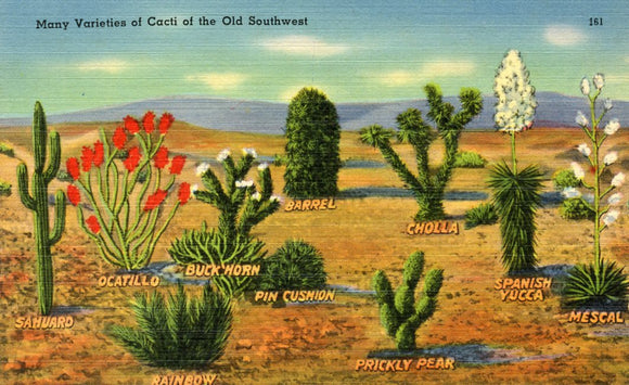 Many Varieties of Cacti of the Old Southwest - Carey's Emporium