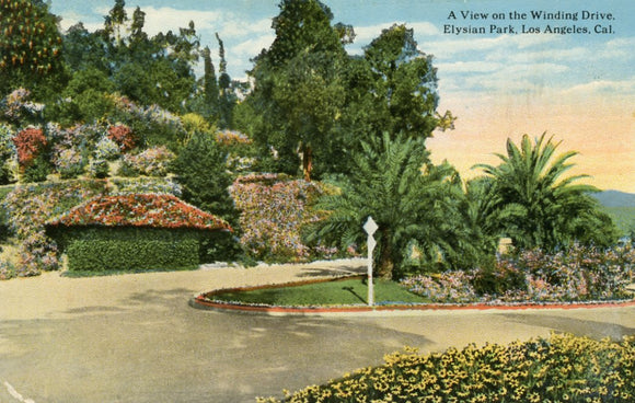 A View of the Winding Drive, Elysian Park, Los Angeles, CA - Carey's Emporium