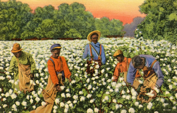 A Busy Day in the Cotton Field - Carey's Emporium