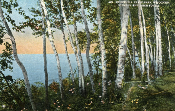 Scene in the Birch Forest, Peninsula State Park, WI - Carey's Emporium