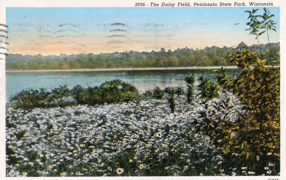 The Daisy Field, Peninsula State Park, WI - Carey's Emporium