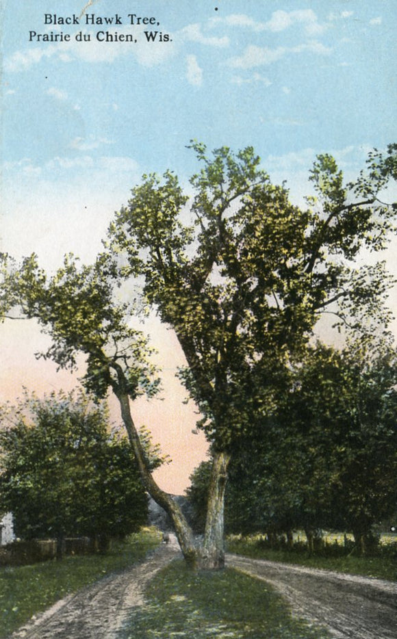 Black Hawk Tree, Prairie du Chien, WI - Carey's Emporium