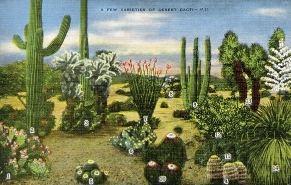 A Few Varieties of Desert Cacti - Carey's Emporium