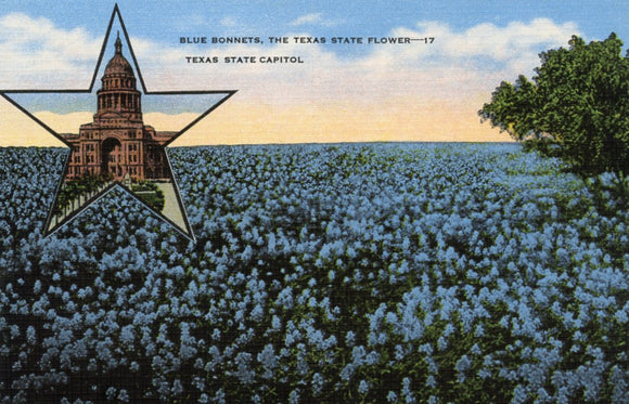 Blue Bonnets, the Texas State Flower, Texas State Capitol - Carey's Emporium