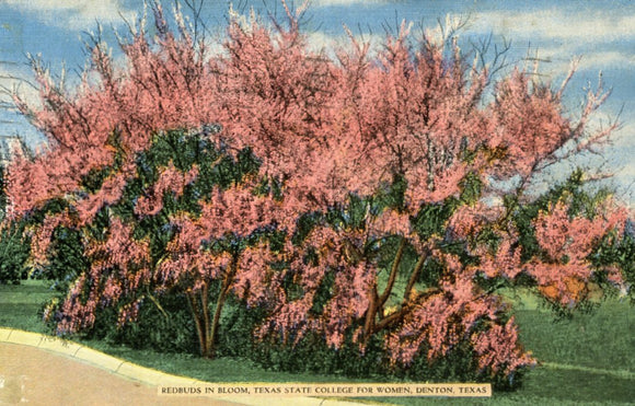 Redbuds in Bloom, Texas State College for Women, Denton, TX - Carey's Emporium