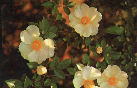 Wild Cherokee Rose, This Lovely Flower Grows Rampant in Georgia - Carey's Emporium