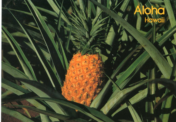 Aloha Hawaii - Carey's Emporium