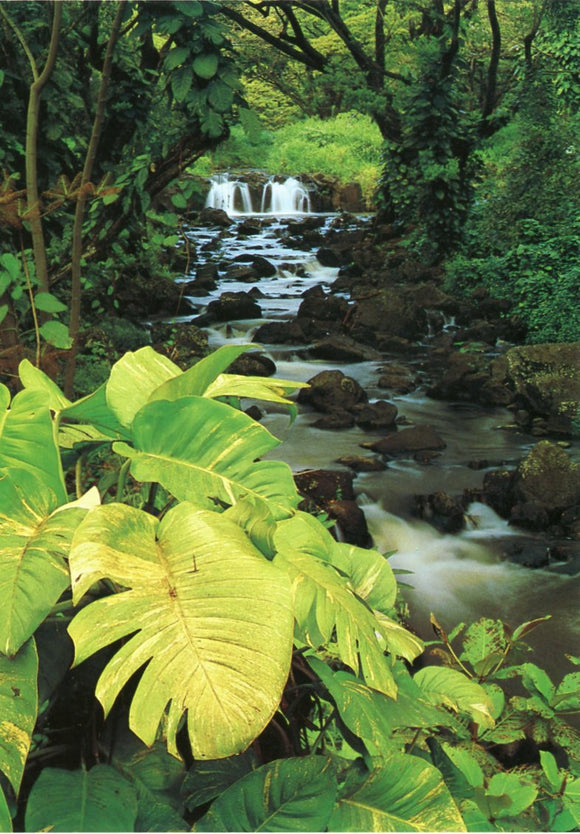 Lilioukalani Gardens Park, Honolulu, HI - Carey's Emporium