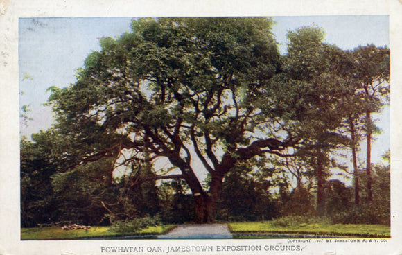 Powhatan Oak, Jamestown Exposition Grounds - Carey's Emporium