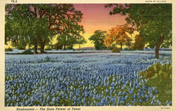Bluebonnets, The State Flower of Texas - Carey's Emporium