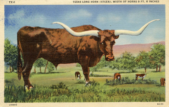 Texas Long Horn (Steer), Width of Horns 9 Ft. 6 Inches - Carey's Emporium
