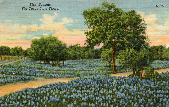 Blue Bonnets,The Texas State Flower - Carey's Emporium