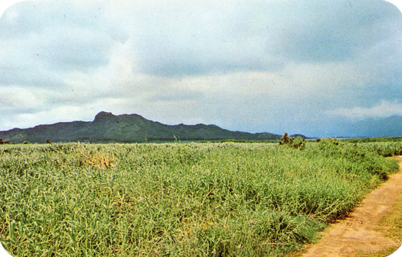 Sleeping Giant, Kapaa, Kauai, HI - Carey's Emporium