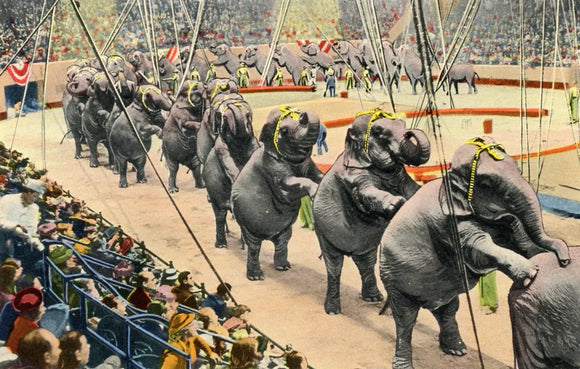 Ringling Bros. and Barnum and Bailey Elephants Perform the Long Mount, Winter Quarters, Sarasota, FL - Carey's Emporium