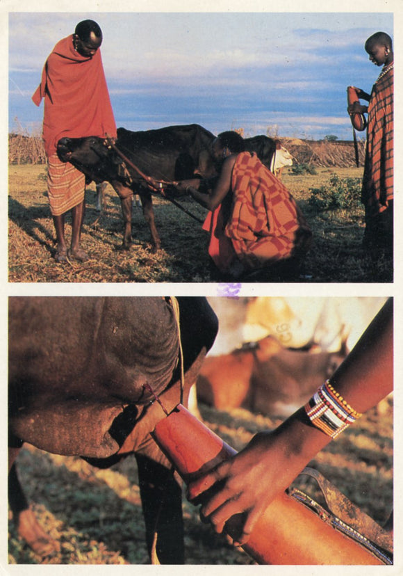 African Tribes, Masai Bleeding Cattle - Carey's Emporium