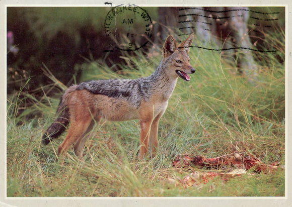 Black Backed Jackal, Wildlife of Kenya Series - Carey's Emporium
