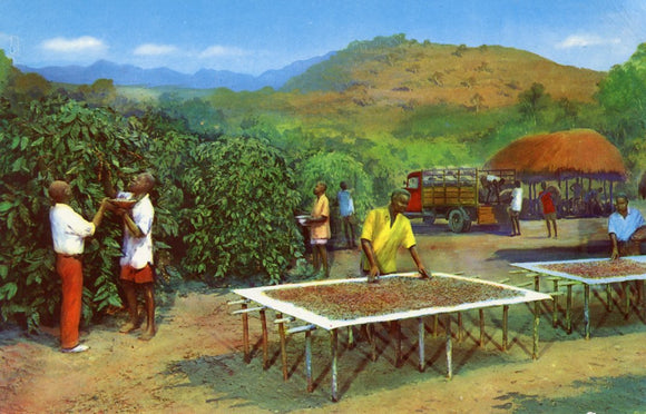 Coffee in East Africa (Uganda) Diorama, the Commonwealth Institute, London - Carey's Emporium