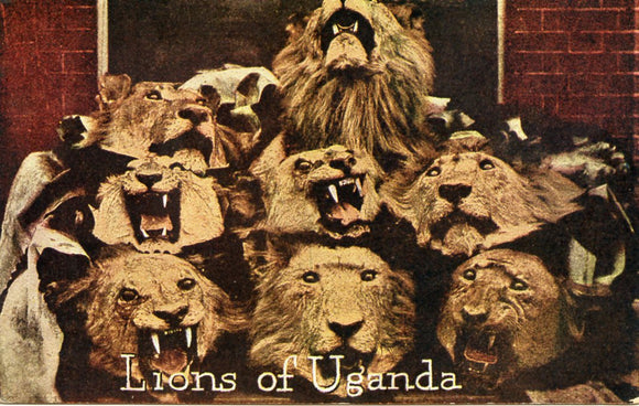 Lions of Uganda - Carey's Emporium