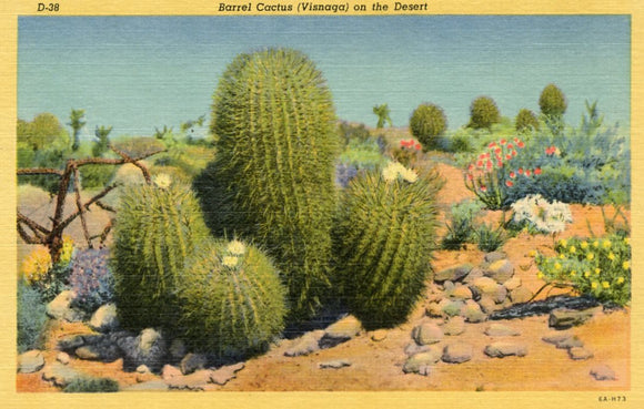 Barrel Cactus (Visnaga) on the Desert - Carey's Emporium
