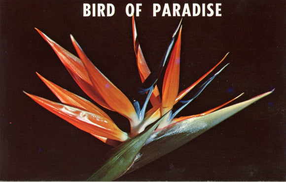 Bird of Paradise - Carey's Emporium