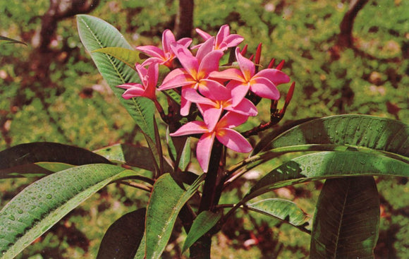Pink Plumeria Blossoms - Carey's Emporium