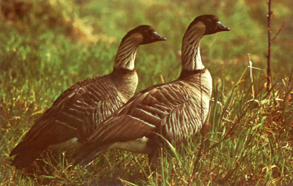 Nene, or Hawaiian Goose - Carey's Emporium