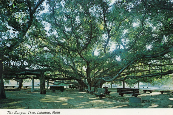 The Banyan Tree, Lahaina, Maui, HI - Carey's Emporium