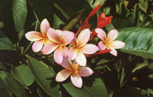 Pink Plumeria - Carey's Emporium