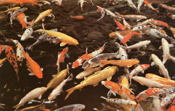 Colorful Carp - Carey's Emporium