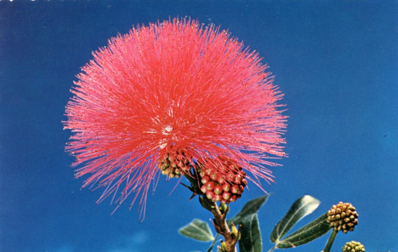 Lehua Blossom from the Ohio Tree - Carey's Emporium