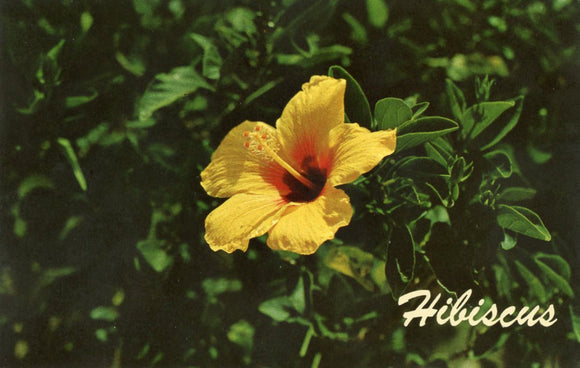 The Hibiscus - Carey's Emporium