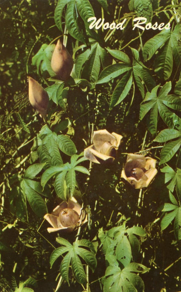 Wood Rose, HI - Carey's Emporium