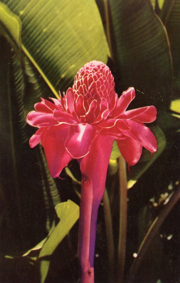 Torch Ginger - Carey's Emporium