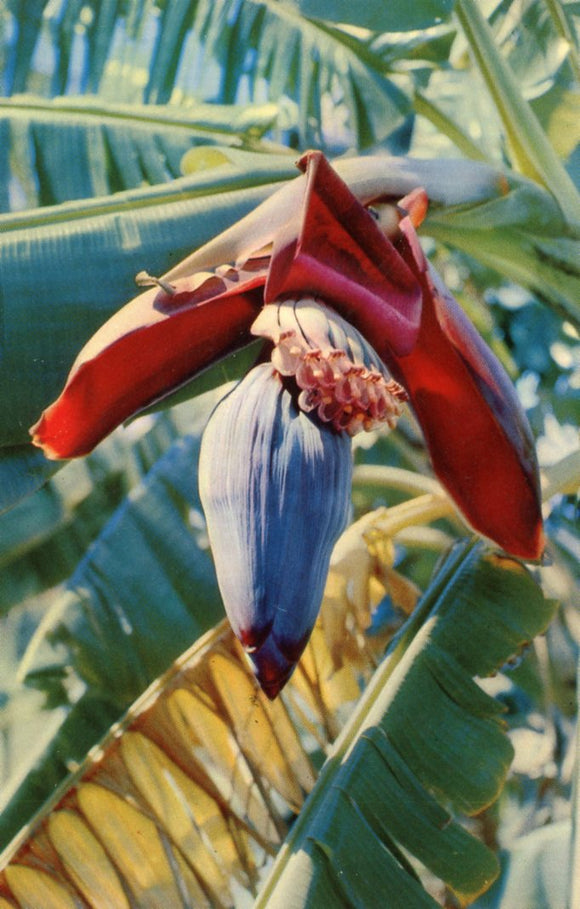 Banana Blossom - Carey's Emporium