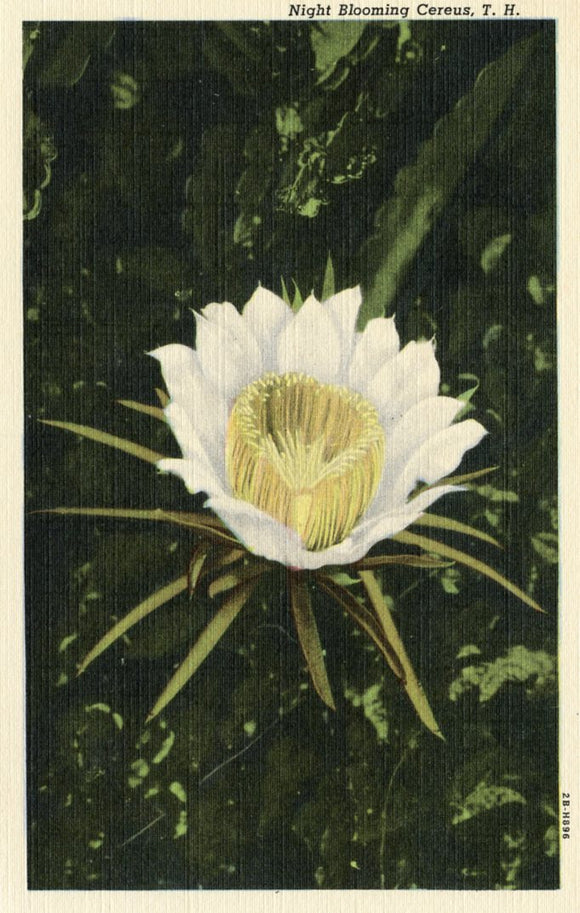 Night Blooming Cereus, T. H. - Carey's Emporium