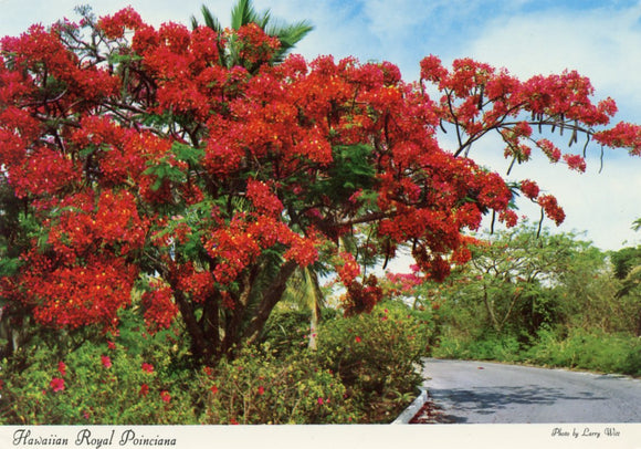 Hawaiian Royal Poinciana, HI - Carey's Emporium