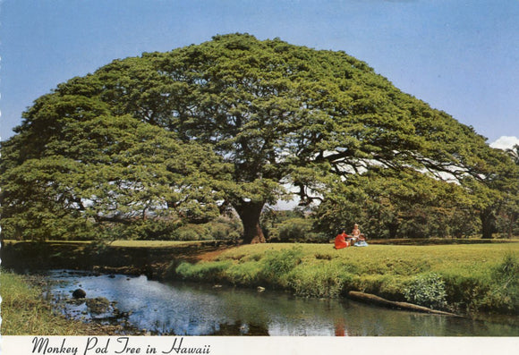 Monkey Pod Tree in Hawaii - Carey's Emporium