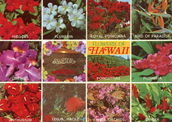 Flowers of Hawaii - Carey's Emporium