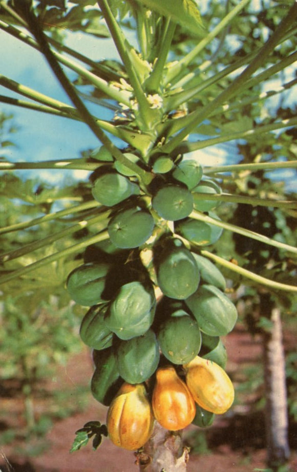 Papaya Blossoms and Fruit - Carey's Emporium