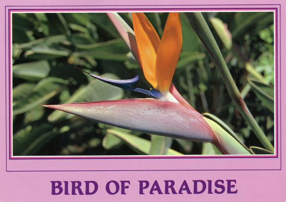 Bird of Paradise - Carey's Emporium